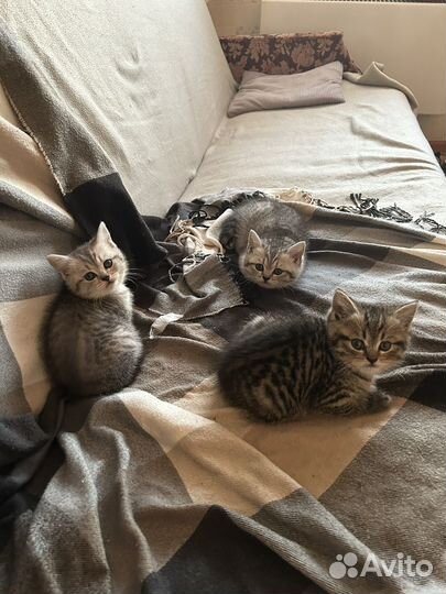 Британские котята
