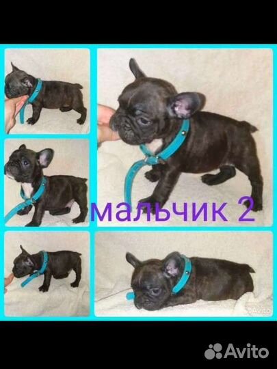 Французики