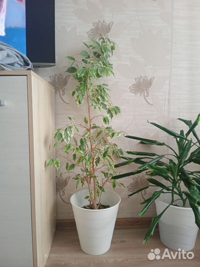Комнатные цветы