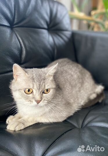 Шотландская кошечка бесплатно. очень ласковая