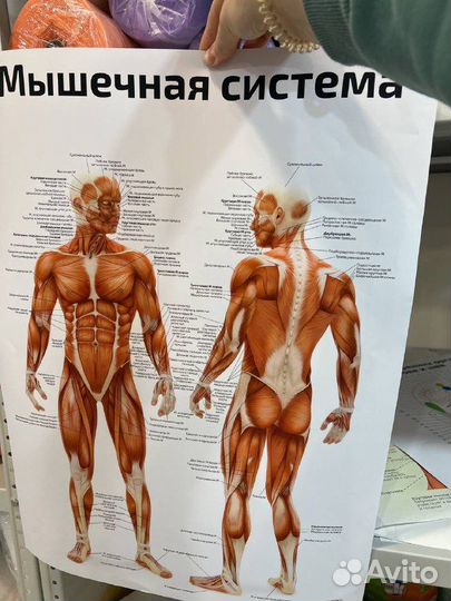 Плакаты анатомические