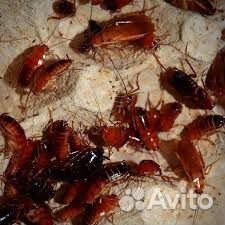 Туркменские тараканы живые и замороженные