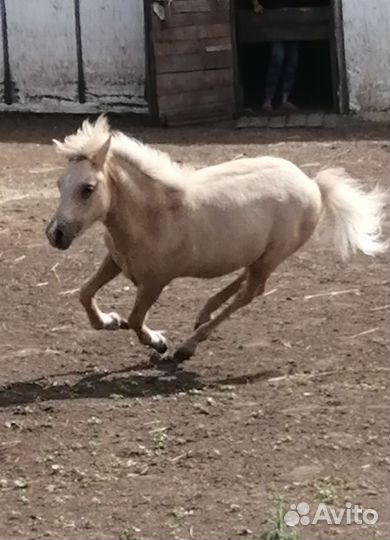 Шетлендский пони