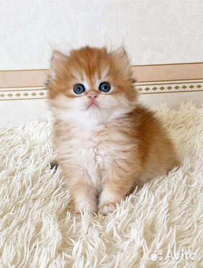 Длинношерстный мальчик ny11