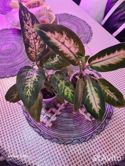 Белопероне, фуксии, сингониум