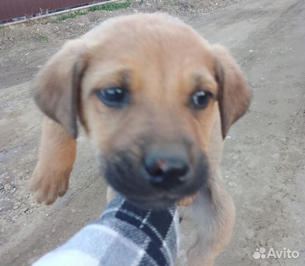 Щенки лабрадора в добрые руки