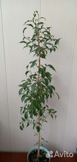 Фикус бенджамина Наташа