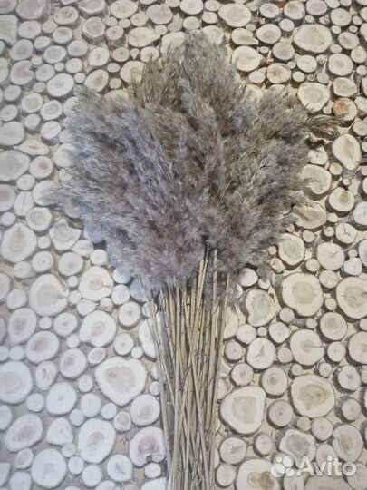 Пампасная трава сухоцвет для декора