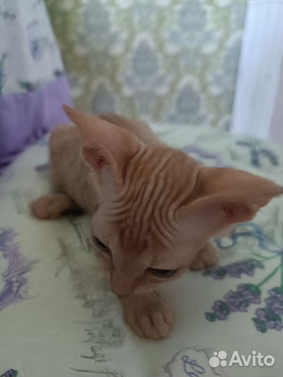 Донской сфинкс котята