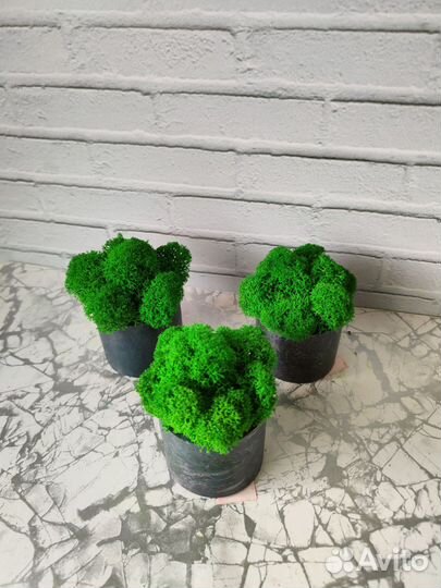 Кашпо со стабилизированным мхом, декор, подарок