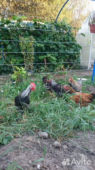 Молодые петушки