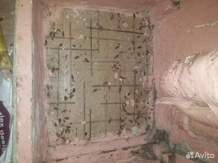 Уничтожение клопов дезинфекция