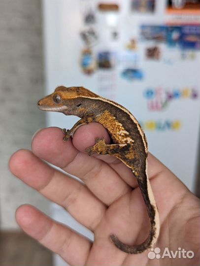 Реснитчатый бананоед