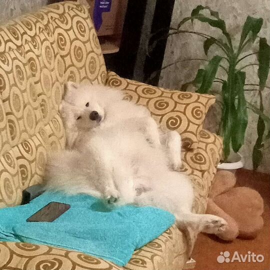 Вязка самоед