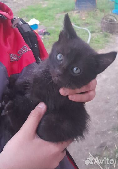 Черный котенок девочка