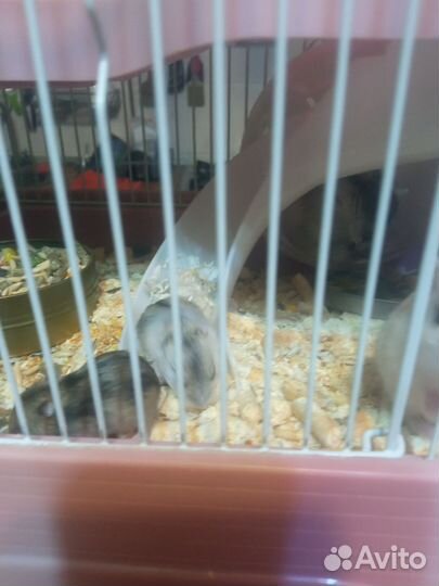 Джунгарский хомяк бесплатно