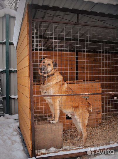 Пёс Портос ждёт в приюте