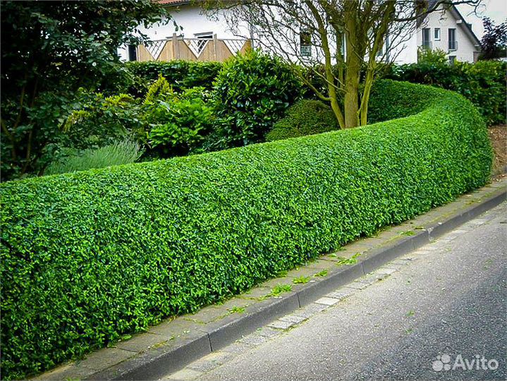 Продам кусты кизильника блестящего