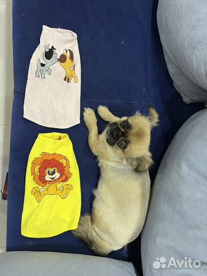 Одежда для маленьких собак