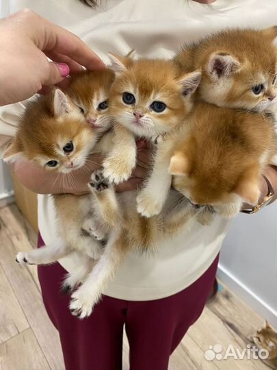 Шикарный британский кот