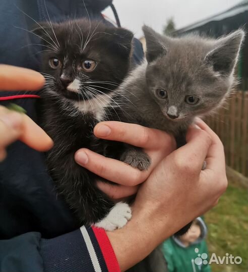Котята в добрые руки
