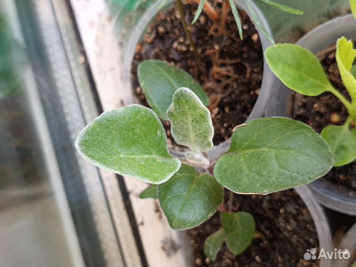 Рассада многолетних цветов