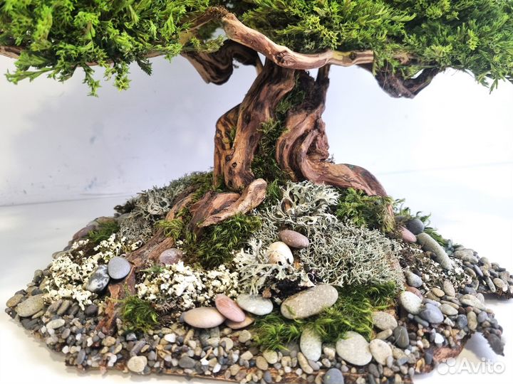 Декоративное дерево Бонсай Кедр Ливанский 50*33*33