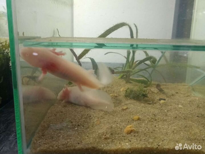 Аквариумные рыбки