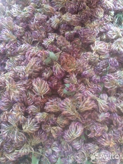 Клевер красный