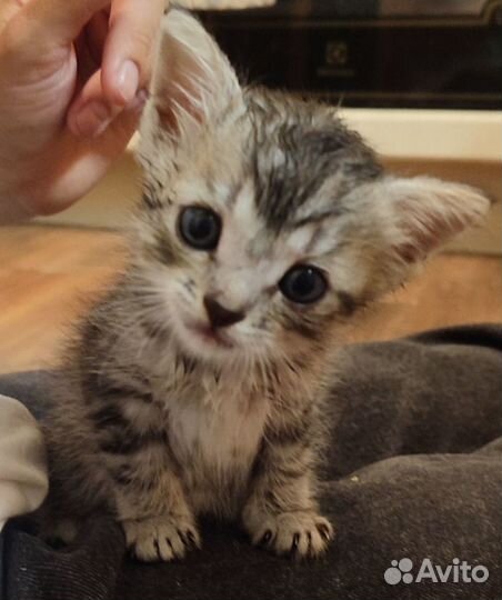 Котенок 3 мес