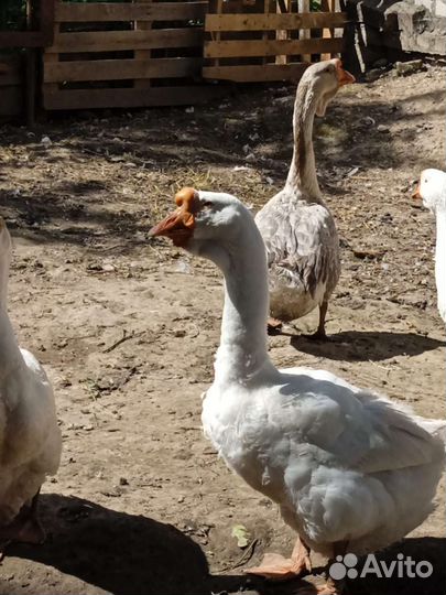 Холмагорский гусак