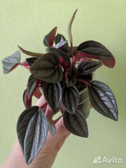 Пеперомия Санторини