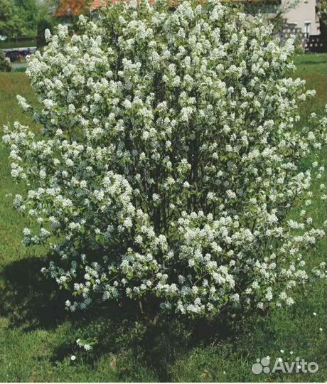 Ирга саженцы