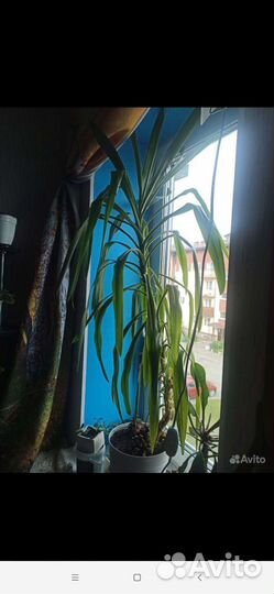 Юкка гигантская обмен