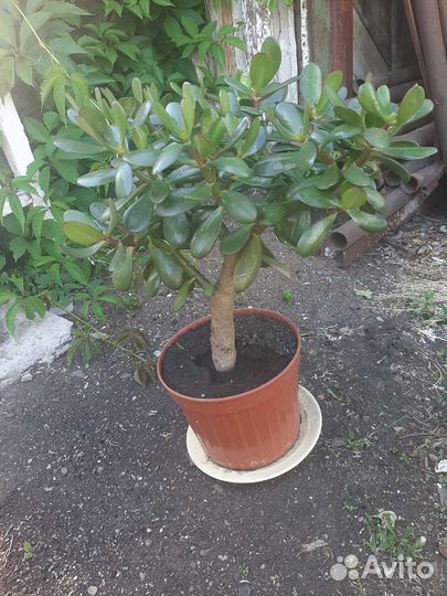 Денежное дерево