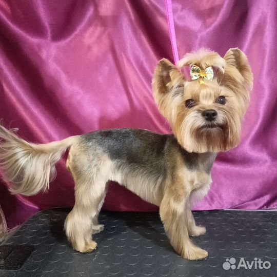 Стрижка, Тримминг, экспресс-линька, груминг собак