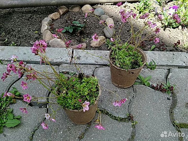 Камнеломка(Carpet Purple Robe)