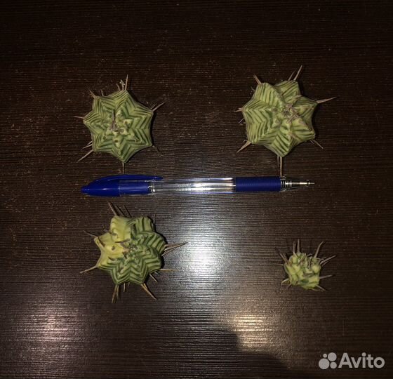 Эуфорбия мелоформис вариегата