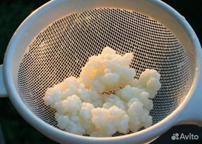 Морской рисовый гриб, кефирный гриб, винный гриб