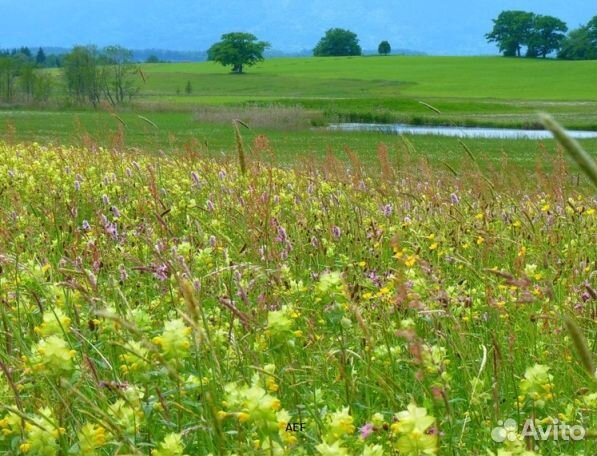 Мед 2024 года Алтайский опт