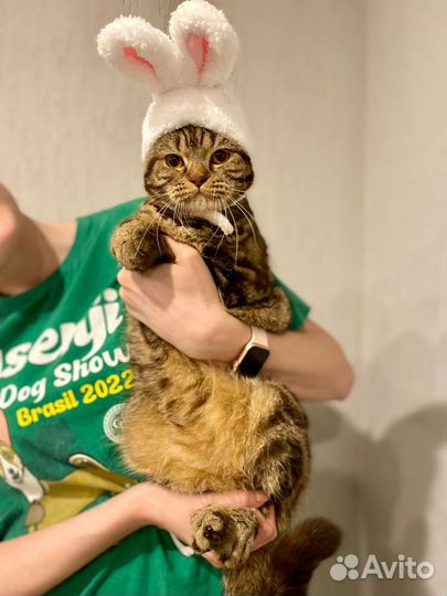 Кошка в добрые руки