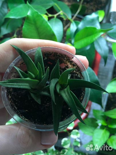 Хавортия извилистая суккулент