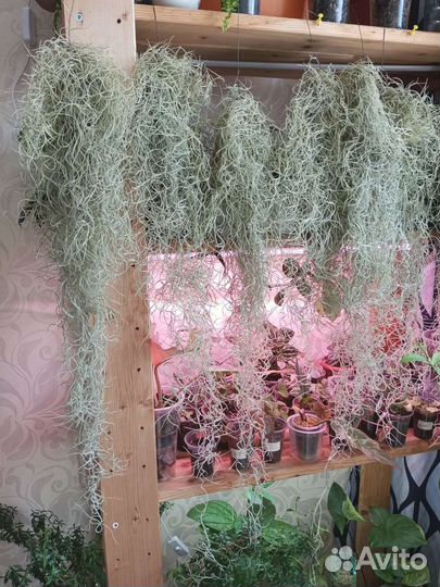 Тилландсия уснеевидная