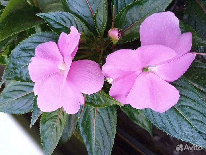 Новогвинейский бальзамин 2сорта