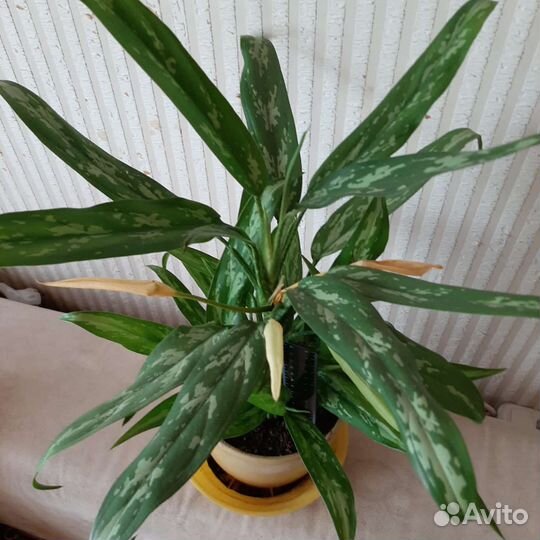 Аглаонема цветок