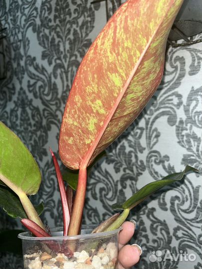 Сортовые филодендроны