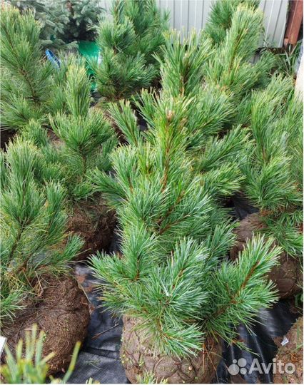 Кедр сибирский Сосна Туя Смарагд всех размеров Ель
