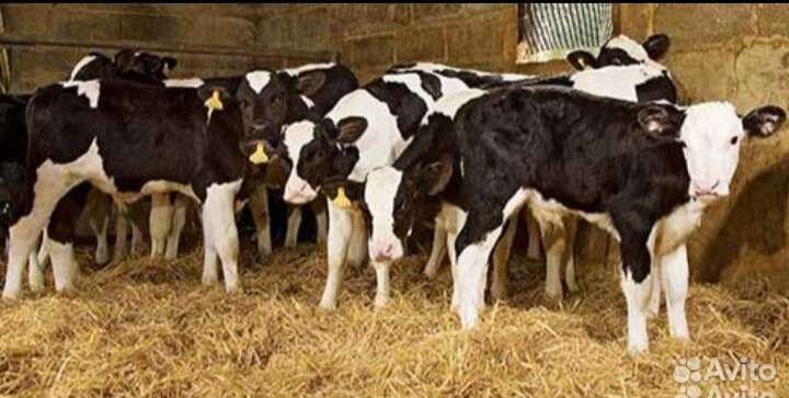 Бычки телята