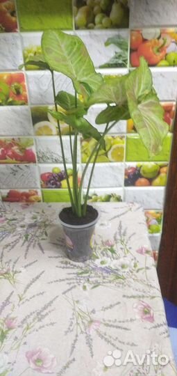 Сингониум конфети