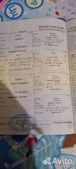 Русско европейская лайка для вязки